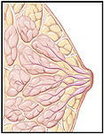 Cutaway view of normal breast